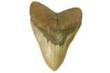 Fossil Megalodon Tooth - North Carolina #164880-1